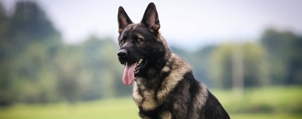 Professional Tracking Dog for Theft and Crime Detection