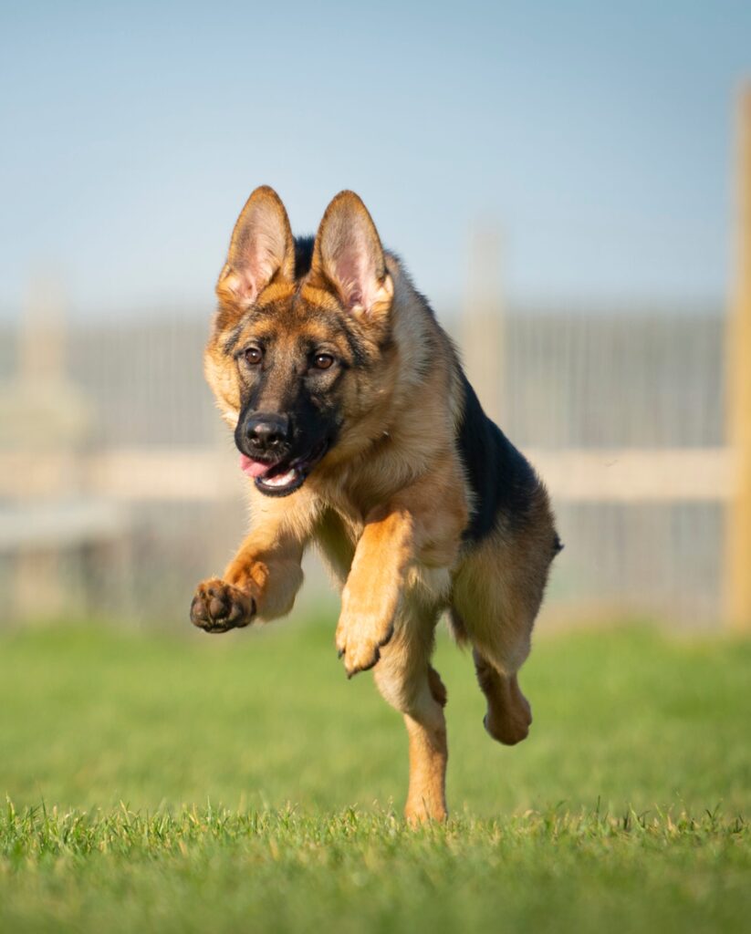 Agility Training German Shepherd - Army Dog Center Tracking Service