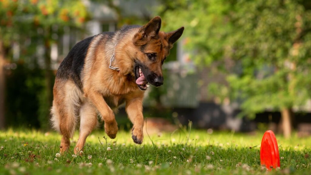 German Shepherd Tracking Dog - Khoji Dog Service Investigation