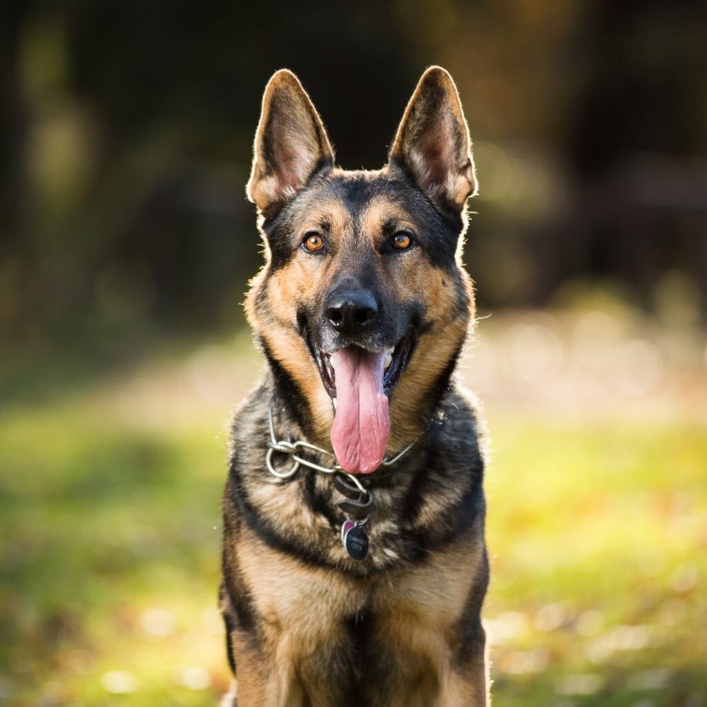 Best Army Dog Center Pakistan Services