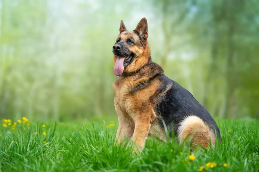 Army Dog Center Khoji Service - Major Retired Babar Ali Baloch K9 Unit