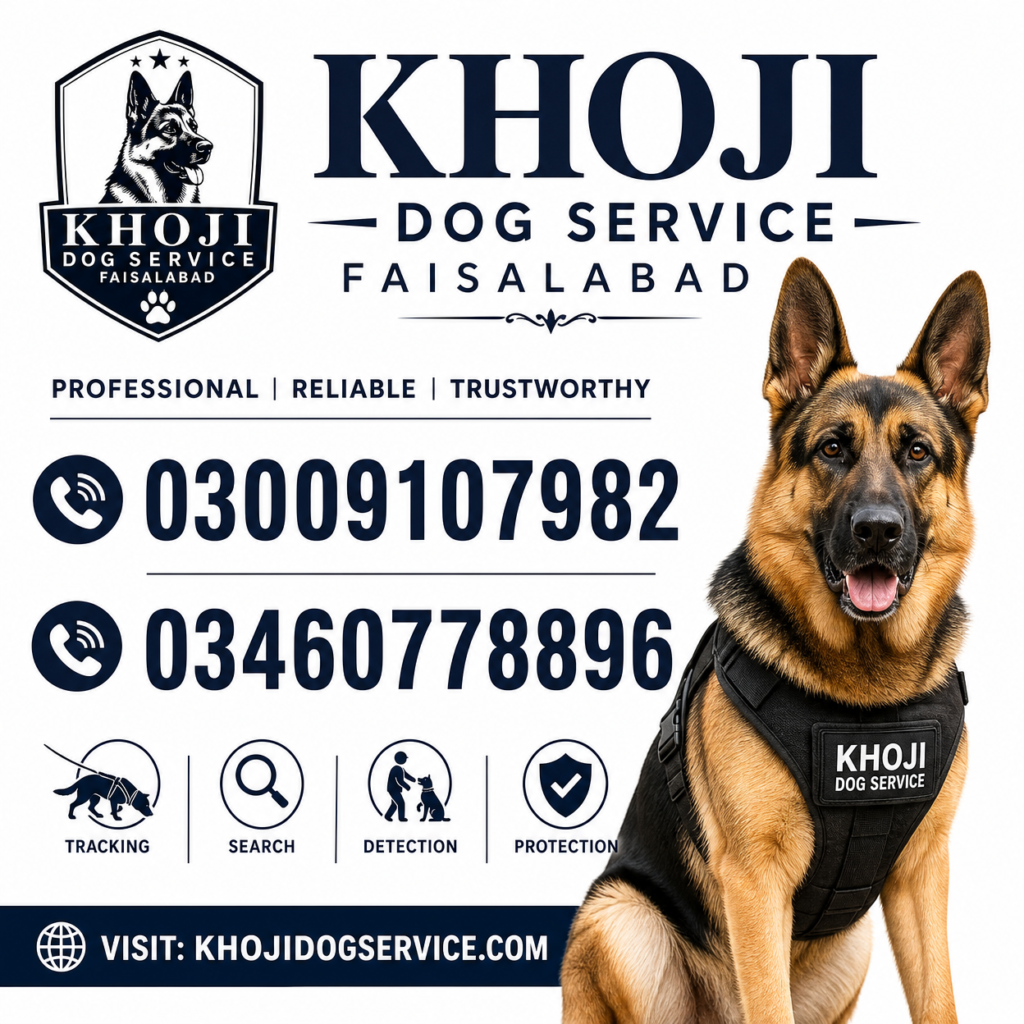 Khoji Dog Service Faisalabad - Trained German Shepherd Tracker Dogs